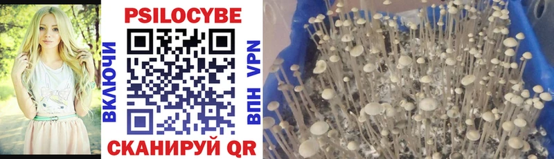 купить наркоту Армавир KRAKEN Псилоцибиновые грибы Psilocybe